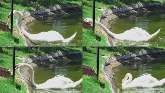 4k:鹅在水里玩高清在线视频素材下载