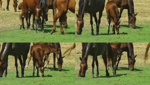 农场里的马，HD高清在线视频素材下载