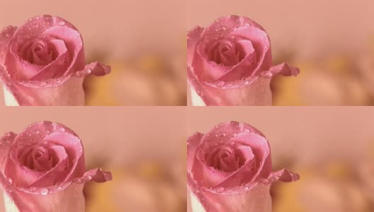 漂亮的粉色玫瑰高清在线视频素材下载