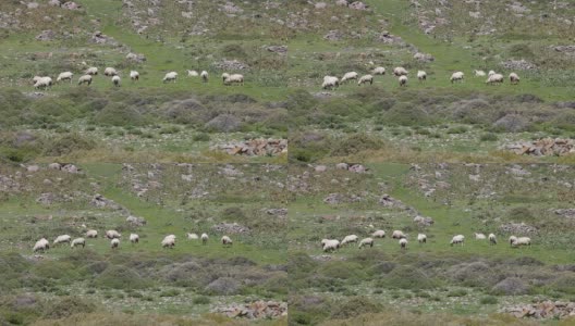 高清:羊盛宴。羊在田园的环境中享受盛宴。高清在线视频素材下载