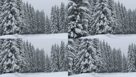 森林里的降雪高清在线视频素材下载
