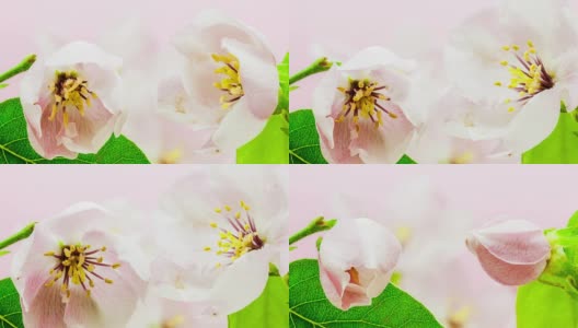 贴梗海棠的花朵高清在线视频素材下载