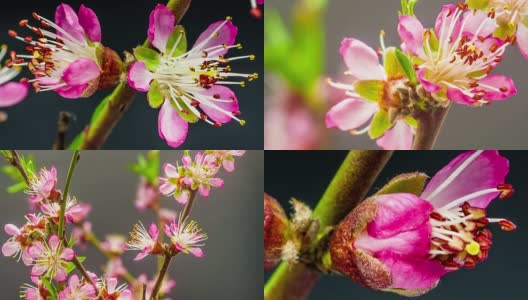 葡萄园里盛开的桃花映衬着黑色的背景高清在线视频素材下载