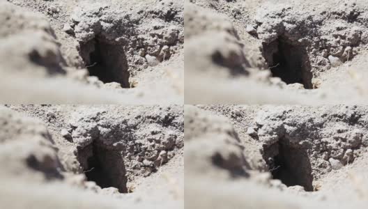 蚂蚁把食物从洞里搬回家高清在线视频素材下载