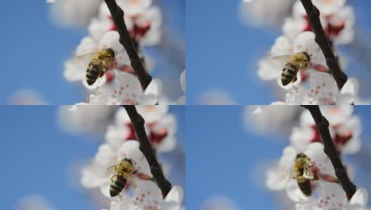 蜜蜂飞越梅花高清在线视频素材下载