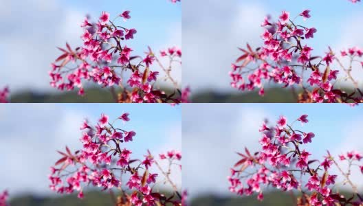 美丽的野生喜马拉雅樱花树(樱)或泰国樱花盛开在清迈，泰国高清在线视频素材下载