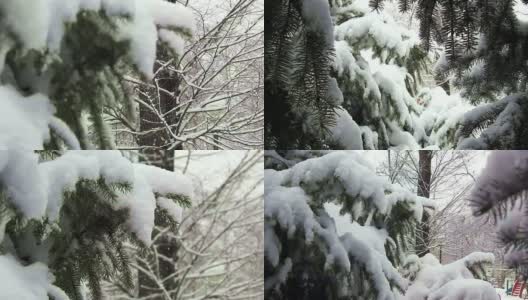 雪绿冷杉，雪花近，圣诞景高清在线视频素材下载