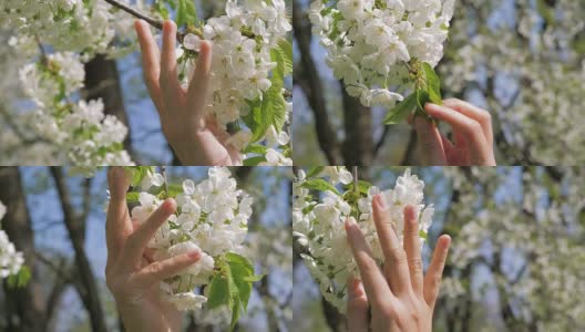 女孩的手深情地抚摸着树上盛开的白色花朵高清在线视频素材下载