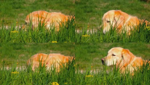金狗在草地上玩耍高清在线视频素材下载