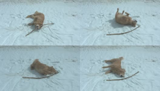 成年金毛猎犬在雪地里打滚玩耍高清在线视频素材下载