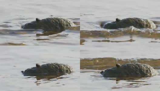 海上的岩石高清在线视频素材下载