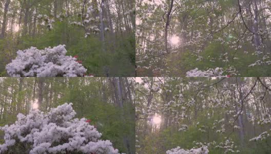 白茱萸和杜鹃花在春天开放高清在线视频素材下载
