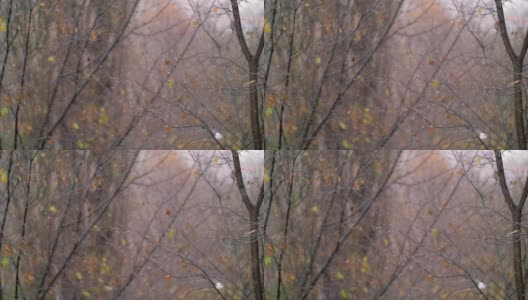 秋天的降雪映衬着褪色的树木高清在线视频素材下载