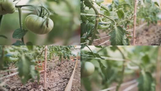 番茄苗排高清在线视频素材下载