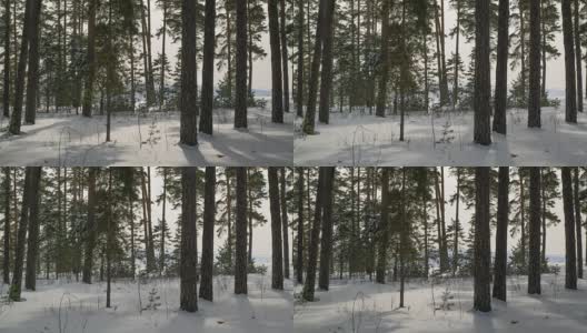 雪中树木阴影的移动。高清在线视频素材下载