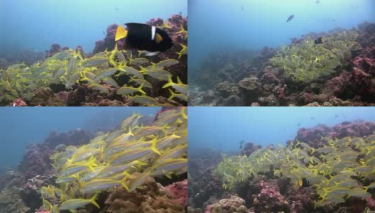 加拉帕戈斯群岛水下的鱼群。高清在线视频素材下载