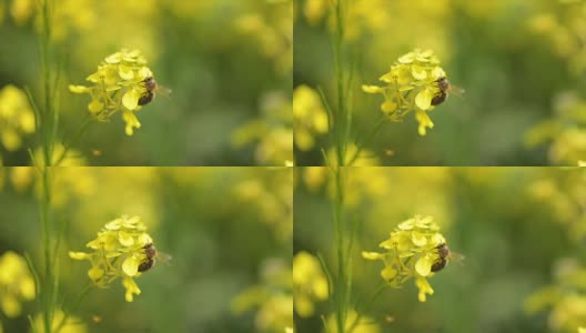 蜜蜂从芥菜花蜜中采集花蜜的慢动作。高清在线视频素材下载