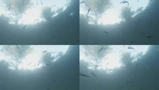 一群小鱼鳟鱼在天空和树木的背景下从水下观看高清在线视频素材下载