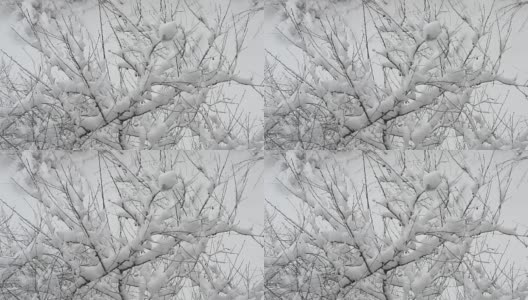 白雪落在樱花枝上高清在线视频素材下载