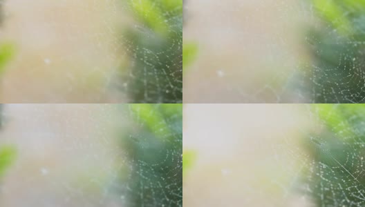 雨滴落在蜘蛛网上高清在线视频素材下载