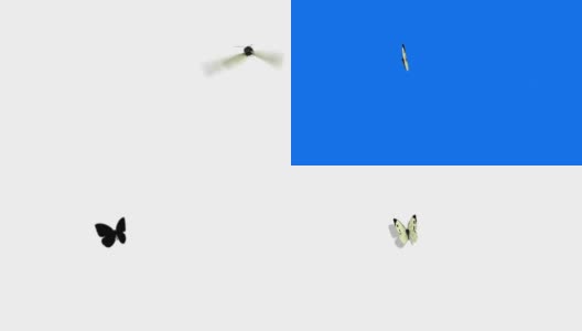 白色蝴蝶卷心菜在蓝色的背景上飞行高清在线视频素材下载