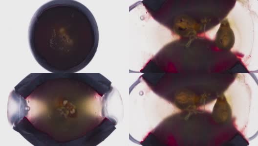 碎汁黑葡萄高清在线视频素材下载