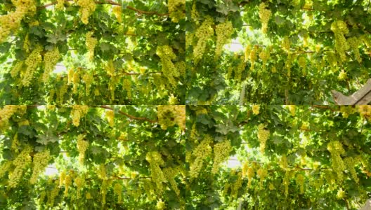 吐鲁番的绿色葡萄园高清在线视频素材下载
