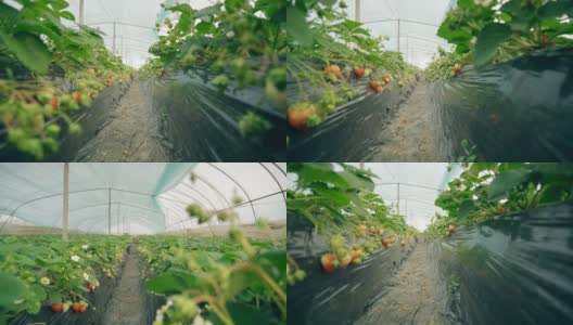 温室里的草莓高清在线视频素材下载