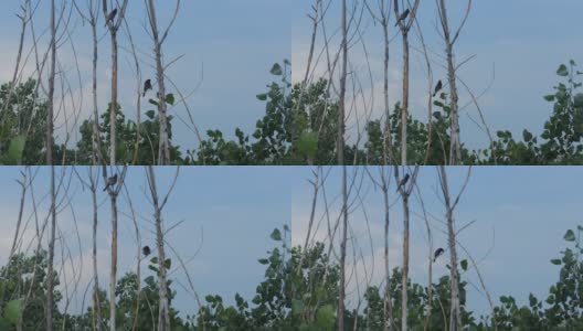 白天，两只夜莺、白头鹎在树枝上飞翔高清在线视频素材下载