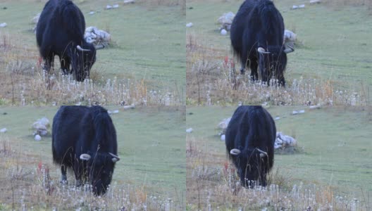 冬季高原草原上吃草的西藏牦牛高清在线视频素材下载