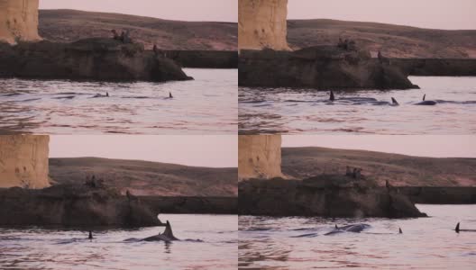 日落时分，一群虎鲸在巴塔哥尼亚的海狮群前游泳高清在线视频素材下载