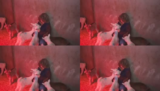 小男孩在红灯下和小山羊玩耍高清在线视频素材下载
