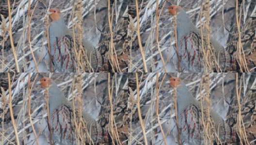 鸟-灰鹧鸪，栖息在一块解冻的干草地上。高清在线视频素材下载