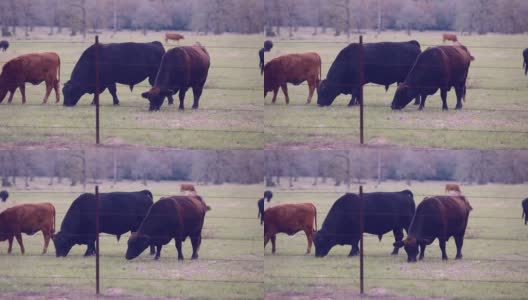 自由放养的肉牛，包括公牛、母牛和小牛，高清在线视频素材下载