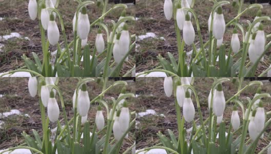 白色的雪花莲花在春天的花园里高清在线视频素材下载