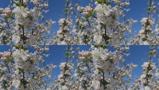 特写和细节的花从杏树在开始开花在春天高清在线视频素材下载