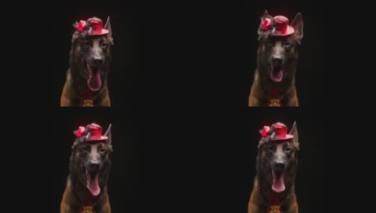 画像的棕色比利时牧羊犬与红色的小帽子在黑色的背景。马里诺斯吟游诗人吐舌头呼吸的特写。拍摄家畜在服装摆姿势，看着相机高清在线视频素材下载