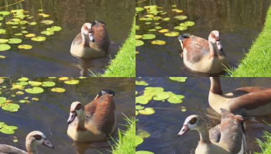 两只漂亮的棕色鸭子在池塘里游泳的镜头高清在线视频素材下载