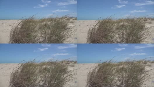 夏季，炎热的微风吹过生长在海岸线上的海滩草。高清在线视频素材下载