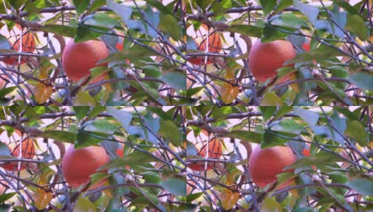 兰普尔酸橙(Citrus limonia)，一种柠檬丁香水果。高清在线视频素材下载