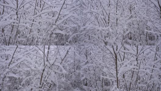 慢句:森林里的树被雪覆盖着高清在线视频素材下载