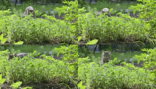 条纹的猫在户外。虎斑猫走在草地上看着摄像机。有趣的条纹猫。无家可归的猫在夏天搬家高清在线视频素材下载