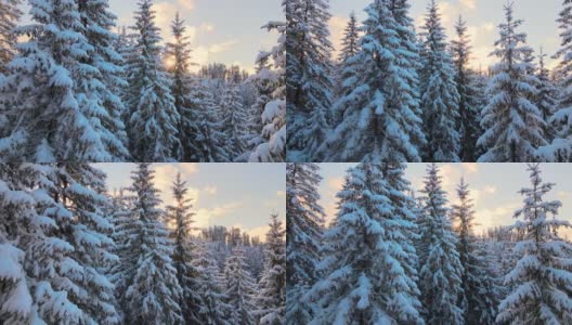 空中冬季景观与松树的雪覆盖森林在寒冷的山在日出。高清在线视频素材下载