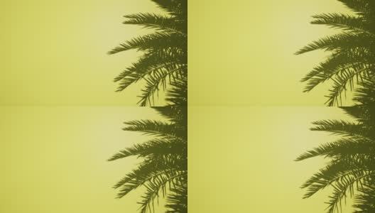 棕榈叶在黄墙上空清楚4k模型高清在线视频素材下载
