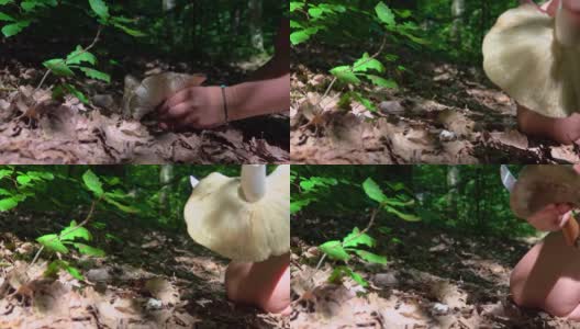 采摘蘑菇的女人的手高清在线视频素材下载