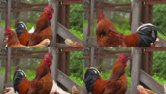 靠近成年公鸡与在围场的鸡。庄严的群居领袖在户外的肖像高清在线视频素材下载