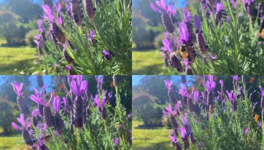 蜜蜂在薰衣草花园收集花粉高清在线视频素材下载