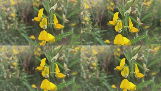 蜜蜂在花园里的黄花上高清在线视频素材下载