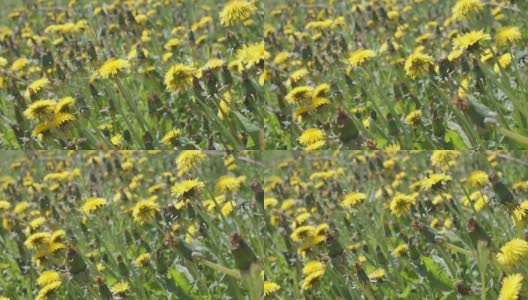缓慢的移动沿着一朵盛开的蒲公英田野靠近，蜜蜂和其他昆虫飞来飞去。自然背景。高清在线视频素材下载