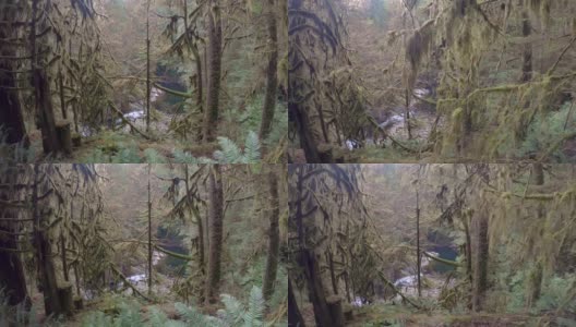 卡皮拉诺河和森林北温哥华4K超高清高清在线视频素材下载